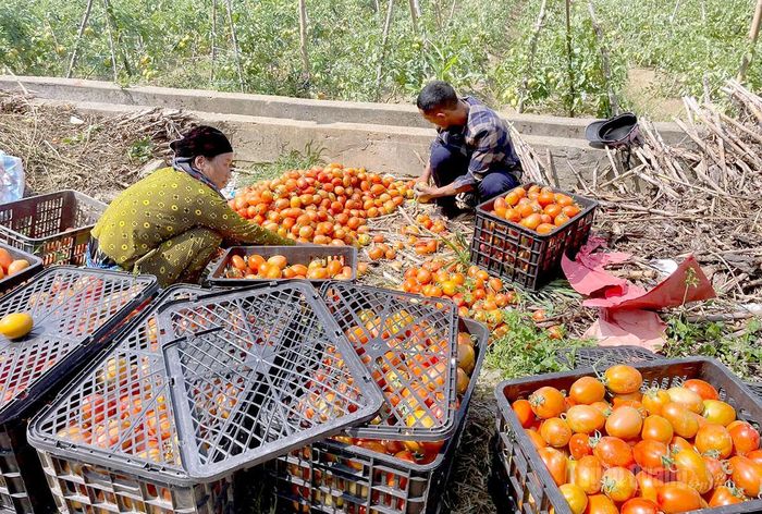 Mạnh dạn chuyển đổi cây trồng mới, người dân ở xã Tùng Vài đã tạo ra nguồn thu nhập ổn định từ cây cà chua.