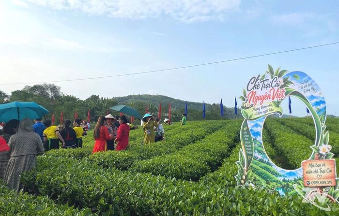 Các vùng chè trọng điểm của tỉnh đều tổ chức những hoạt động hưởng ứng Festival Trà Quốc tế - Thái Nguyên 2026.