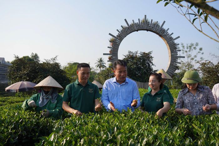 Chủ tịch UBND tỉnh Thái Nguyên Nguyễn Thế Mạnh trực tiếp tham quan, trải nghiệm tại vùng chè Tân Cương.