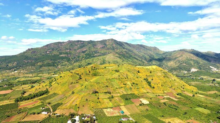 Núi lửa Chư Đăng Ya nhìn từ trên cao được tô điểm bởi hoa dã quỳ. 