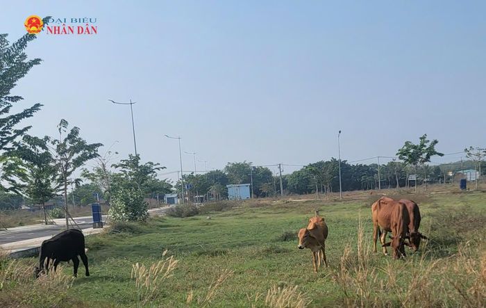 Lãnh đạo UBND TP. Hồ Chí Minh chỉ đạo Sở NN-MT và UBND xã, phường, đặc khu thực hiện nhiều biện pháp để phòng, chống dịch bệnh động vật các tháng cuối năm 2026. Trong ảnh, vật nuôi của người dân trên địa bàn huyện Củ Chi (cũ). Ảnh: Quang Phương