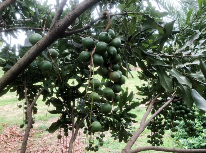 Từng được coi là cây trồng xen canh, nay nhiều hộ gia đình đã tham gia sâu hơn vào chuỗi giá trị mắc ca. 