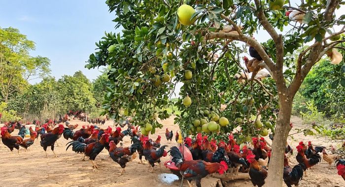 Mô hình chăn nuôi gia cầm thương phẩm gắn với liên kết tiêu thụ tại xã Trần Phú.