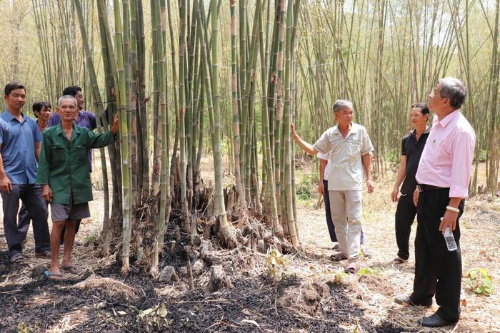 Trải qua gần 2 năm trồng và chăm sóc, đến nay vườn tầm vông của ông Đặng Ngọc Bình đã bắt đầu cho thu hoạch