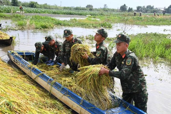 Cán bộ chiến sĩ lực lượng vũ trang tỉnh Tây Ninh giúp dân gặt lúa.