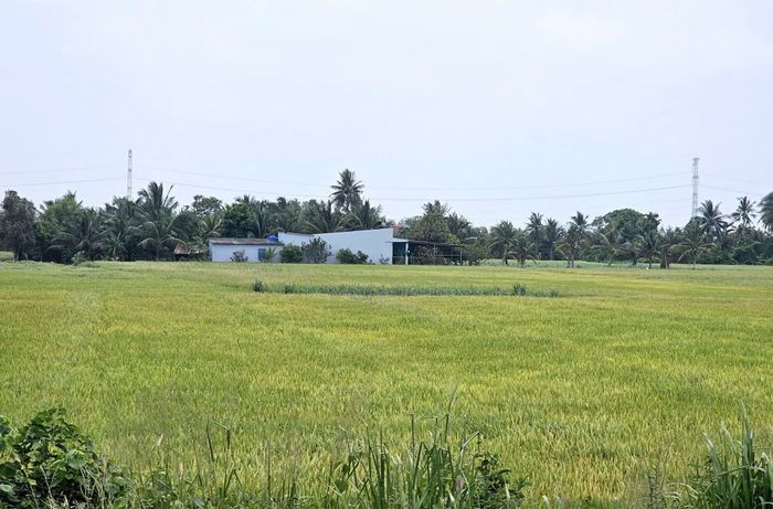 Chính sách hỗ trợ sản xuất lúa và bảo vệ đất trồng lúa được đưa ra trong kỳ họp.