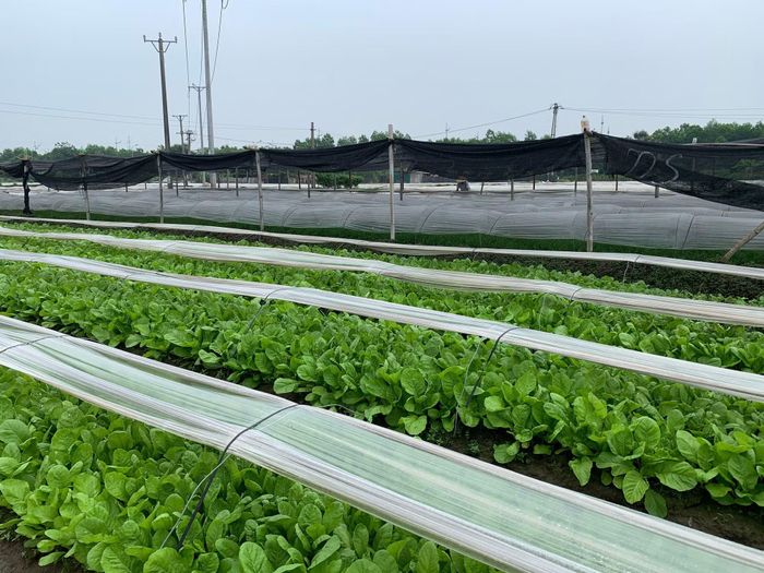 Quản lý an toàn thực phẩm từ sản xuất ban đầu đến khi tới bàn ăn.