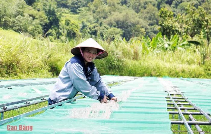 Hợp tác xã nông nghiệp Cai Bộ đầu tư máy móc, thiết bị phục vụ sản xuất miến dong.