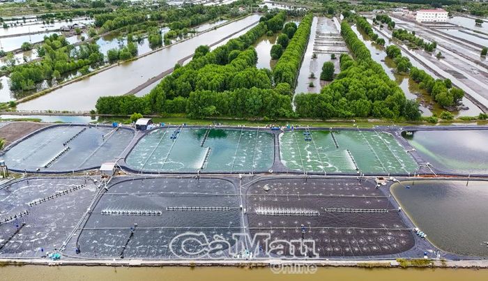Tôm công nghệ cao và tôm - rừng là 2 mô hình nuôi tôm sú phổ biến hiện nay ở Cà Mau. (Ảnh chụp tại xã Đất Mới)
