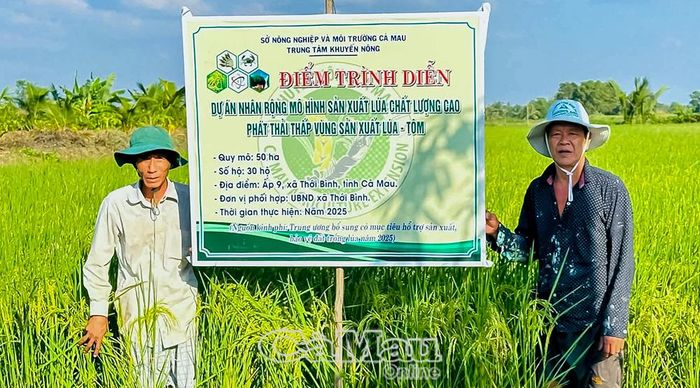 Ngành nông nghiệp chú trọng triển khai các mô hình sản xuất lúa chất lượng cao, phát thải thấp.
