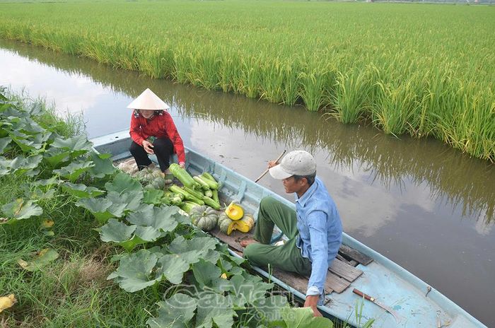 Nông dân Khmer xã Hồng Dân phát triển kinh tế từ mô hình đa cây đa con.