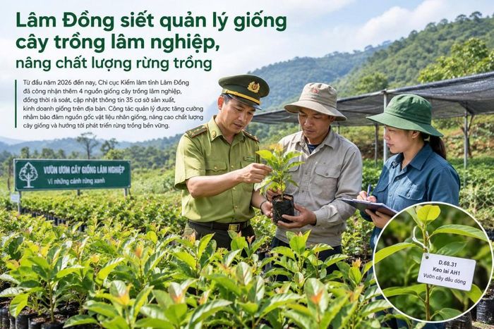 Việc tiếp tục hoàn thiện công tác quản lý giống được kỳ vọng góp phần nâng cao chất lượng rừng trồng, sử dụng hiệu quả nguồn vật liệu giống và tạo nền tảng cho phát triển lâm nghiệp bền vững tại Lâm Đồng
