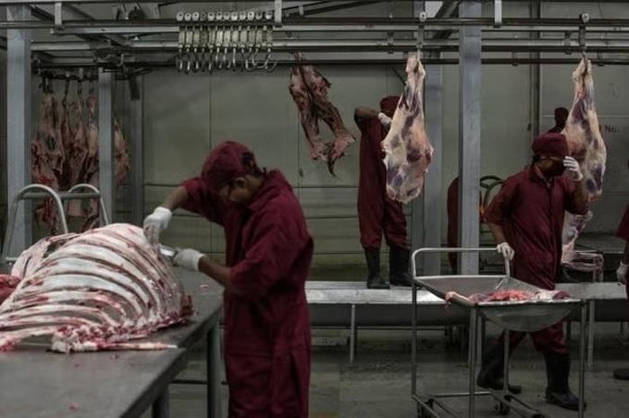 Ấn Độ có ngành công xuất khẩu thịt phát triển. (Ảnh: New York Times)