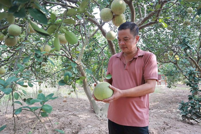 Cây bưởi Phúc Trạch trồng trên đất Hà Nội. Ảnh: Nguyễn Mai