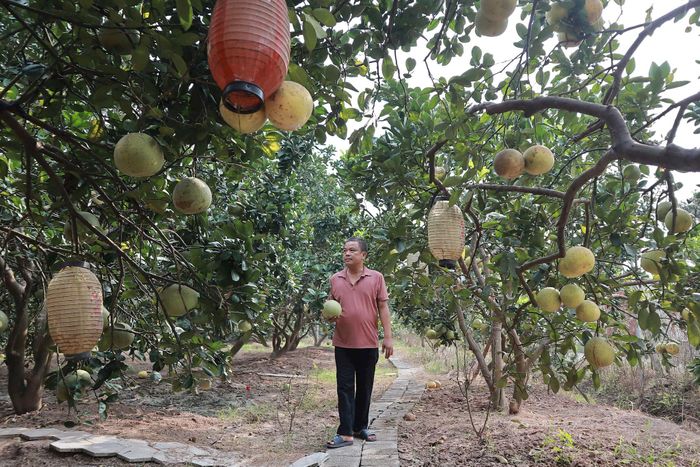 Với kinh nghiệm làm vườn lâu năm, vườn bưởi ông Nguyễn Tiến Luyện luôn sai trĩu quả. Ảnh: Nguyễn Mai