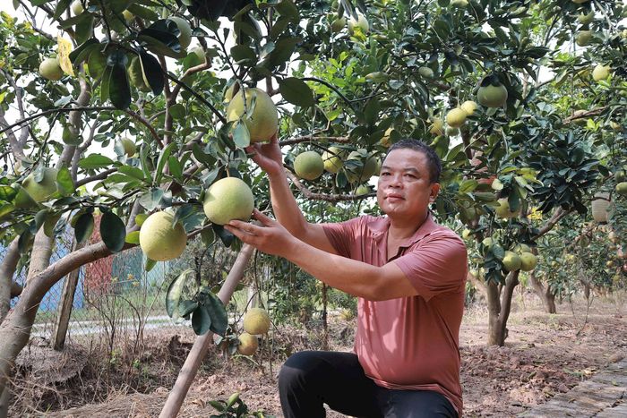 Vườn bưởi của hộ gia đình ông Nguyễn Tiến Luyện ở thôn Lam Điền, xã Quảng Bị. Ảnh: Nguyễn Mai