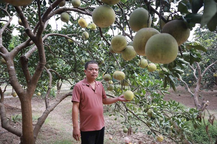 Hiện hộ gia đình ông Nguyễn Tiến Luyện có 2 sản phẩm được chứng nhận OCOP 3 sao là Bưởi Phúc Trạch và bưởi Diễn. Trong ảnh: Cây bưởi Diễn quả đã bắt đầu ngả vàng, chuẩn bị chín. Ảnh: Nguyễn Mai