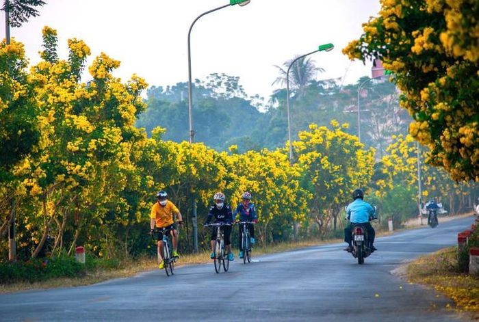 Hoa vàng rực rỡ hai bên đường thôn Kim Tân, xã Đoài Phương. Ảnh: Thuỳ Nam