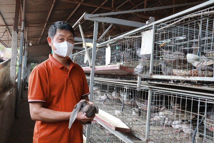 Mô hình nuôi chim bồ câu của ông Trần Văn Phong, hội viên nông dân thôn Vân Thủy. Ảnh: NM