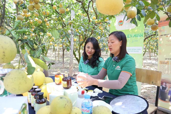 Xã Liên Minh đặt mục tiêu xây dựng nông thôn mới giàu đẹp, bản sắc, bền vững, gắn với quá trình đô thị hóa và thích ứng với biến đổi khí hậu. Trong ảnh: Mô hình trồng bưởi của nông dân xã Liên Minh. Ảnh: NM