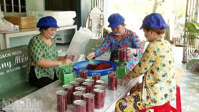 Nhờ đồng vốn tín dụng, nhiều phụ nữ Vĩnh Long phát triển kinh tế gia đình. (Ảnh: CTV)