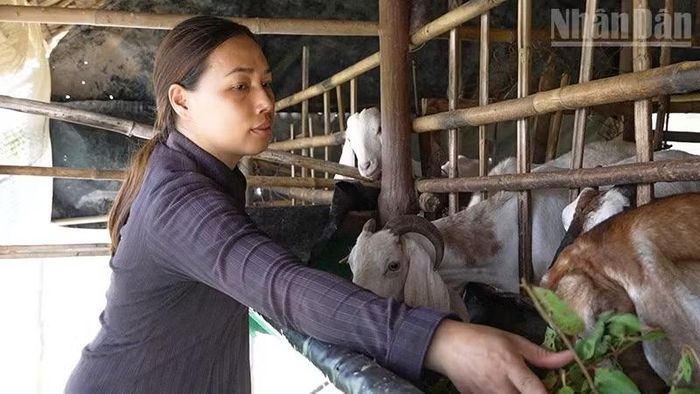 Chị Lưu Thị Thu Thủy ở ấp La Ghi, xã Long Vĩnh bên đàn dê của mình. (Ảnh: CTV)