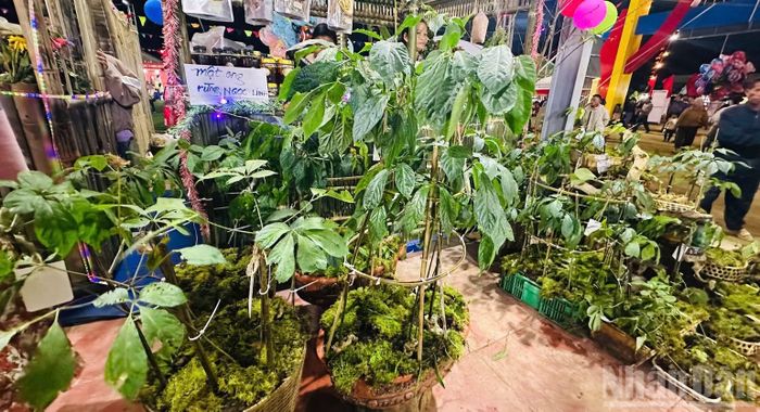 Các nhà vườn ở xã Măng Ri trưng bày sâm Ngọc Linh giới thiệu khách tham quan, trải nghiệm. (Ảnh: ĐÔNG HUYỀN)