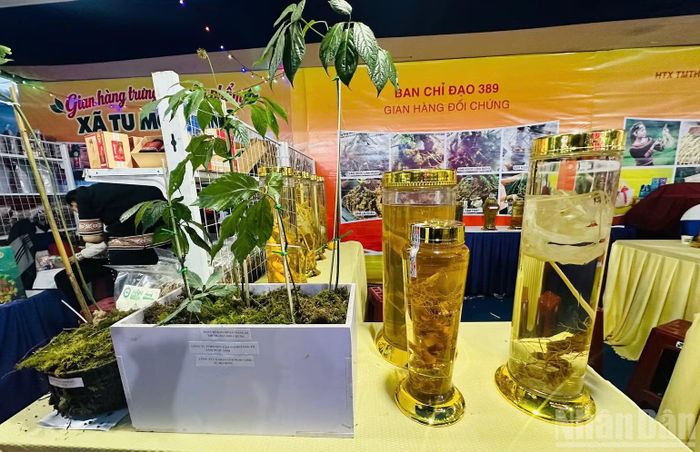 Khu trưng bày giúp du khách phân biệt sâm Ngọc Linh và các loại sâm khác.(Ảnh ĐÔNG HUYỀN)