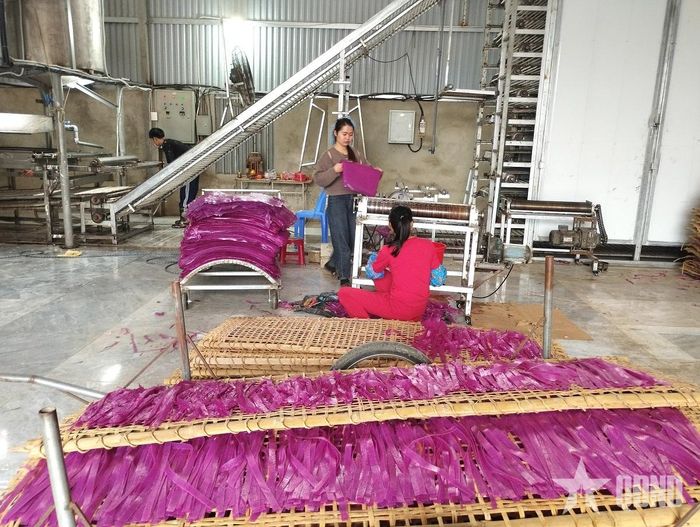 Hoạt động sản xuất tại Hợp tác xã Lộc Thúy Quỳnh Farm, Phú Thọ. Ảnh: PHÚ THÚY 