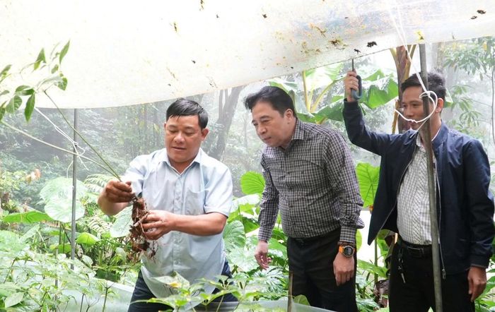 Phó Bí thư Thường trực Thành ủy Đà Nẵng Nguyễn Khắc Toàn thăm vườn sâm Ngọc Linh của hộ ông Nguyễn Văn Lượng.