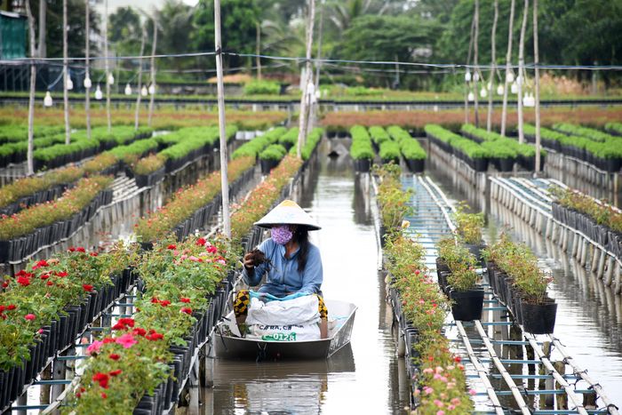 Dự kiến, năm nay làng hoa Sa Đéc tung ra thị trường trên 1,2 triệu giỏ hoa tết
