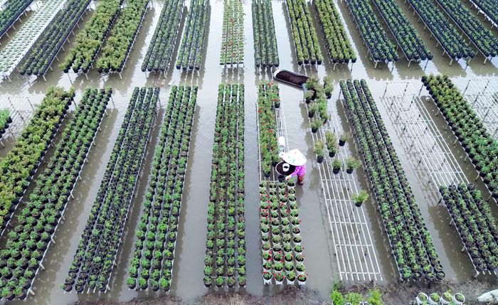 Ngoài cung cấp hoa cho thị trường, Sa Đéc còn là một trong những điểm du lịch thu hút du khách, nhất là dịp Tết