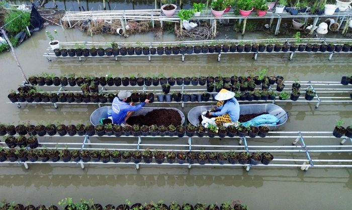 Trồng hoa trên mặt nước tại Sa Đéc, giúp nông dân tiết kiệm chi phí và công chăm sóc