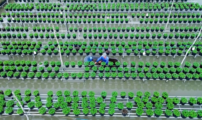 Cúc mâm xôi được trồng với diện tích lớn ở Sa Đéc để phục vụ Tết Nguyên Đán