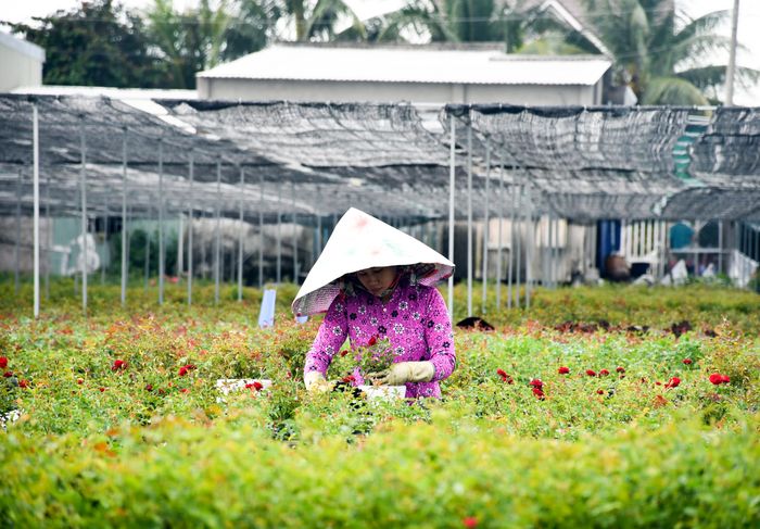 Năm nay, nông dân làng hoa Sa Đéc trồng thêm một số giống hoa mới với màu sắc đa dạng