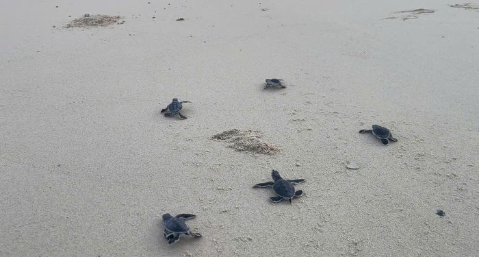  92 cá thể rùa con được thả về biển 