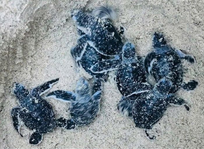  Đàn rùa con chui lên khỏi lớp cát biển 
