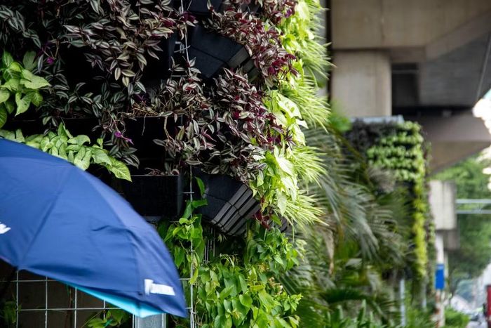 Tuy nhiên, hiệu quả của mô hình không chỉ được đánh giá qua diện mạo ban đầu. Cây xanh tại các công trình giao thông phải thích nghi với điều kiện nắng nóng, bụi bẩn, rung động và không gian sinh trưởng hạn chế. Việc lựa chọn chủng loại cây, bảo đảm hệ thống thoát nước, tưới tiêu, cắt tỉa và kiểm tra kết cấu giá đỡ cần được thực hiện thường xuyên để tránh phát sinh nguy cơ mất an toàn.