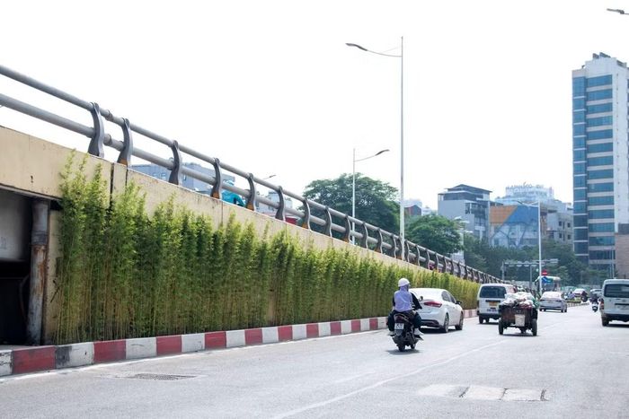 Không chỉ các trụ đường sắt đô thị, khu vực cầu vượt Lê Văn Lương - Láng Hạ cũng được cải tạo, bổ sung cây xanh. Những hàng trúc quân tử được trồng dọc hai bên mái taluy, thay thế phần cây trồng già cỗi trước đó. Màu xanh của cây tạo sự tương phản với kết cấu bê tông, góp phần cải thiện cảnh quan tại nút giao có mật độ phương tiện lớn.