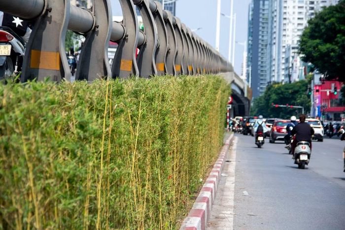Đây là kết quả bước đầu từ chương trình thí điểm tăng cường mảng xanh tại các công trình hạ tầng kỹ thuật đô thị do Sở Xây dựng Hà Nội triển khai. Các vị trí được lựa chọn gồm 3 trụ đường sắt đô thị trên đường Nguyễn Trãi, đoạn trước khu đô thị Royal City; hầm chui Lê Văn Lương - Tố Hữu; cầu vượt Lê Văn Lương - Láng Hạ và 3 nhà chờ xe buýt trên các tuyến phố trung tâm.