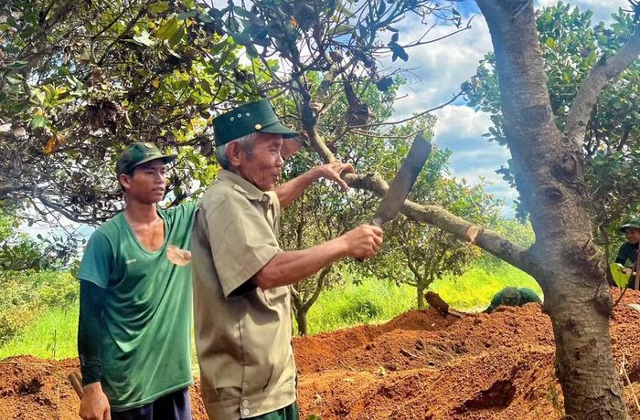 Già làng còn nhường đất, chặt cây điều để Đội K52 tìm đồng đội. Ảnh N.T