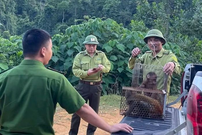 Thả khỉ vàng và khỉ mặt đỏ quý hiếm về rừng.