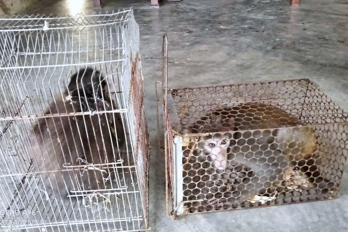 Hai cá thể khỉ quý hiếm xuất hiện trong vườn nhà dân ở xã Châu Bình.