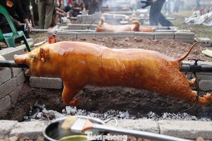 Những con lợn khoảng 40kg, nuôi trên 8 tháng được chọn để quay tại hội thi.