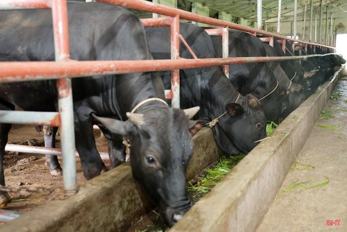 Nhờ chăm sóc đúng quy trình kỹ thuật và tiêm vắc-xin phòng bệnh định kỳ, đàn bò 3B phát triển khỏe mạnh. Sau khoảng 12–15 tháng nuôi, bò đạt trọng lượng 400–500 kg/con, có thể xuất bán, mang lại hiệu quả kinh tế khá cao.