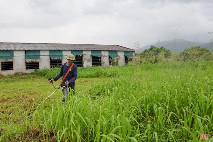 Anh Hồ Văn Khoa chia sẻ: "Để chủ động nguồn thức ăn, gia đình tôi đã tiến hành trồng cỏ trên diện tích 1 ha, vừa bảo đảm nguồn thức ăn xanh cho đàn bò, vừa giảm chi phí chăn nuôi".