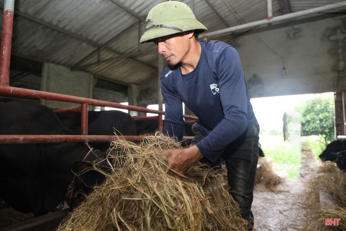 Anh Hồ Văn Khoa cho biết thêm: "Tùy từng thời điểm và thị trường, giá bò 3B có sự biến động, hiện nay khoảng 98.000 đồng/kg. Mỗi con bò khi xuất bán có thể mang lại doanh thu khoảng 40–50 triệu đồng. So với bò cỏ trước đây, nuôi bò 3B giúp gia đình nâng cao hiệu quả kinh tế”.