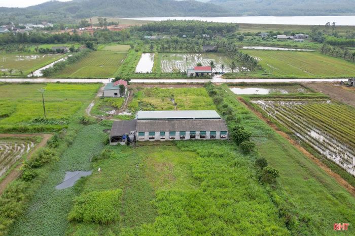 Sau nhiều năm nuôi bò cỏ nhưng hiệu quả kinh tế chưa cao, năm 2023, anh Hồ Văn Khoa ở thôn Phúc Thắng, xã Tùng Lộc (Hà Tĩnh) thuê lại diện tích đất ruộng bỏ hoang của địa phương để xây dựng trang trại, chuyển hướng sang nuôi bò 3B. (Ảnh: Hà Phương).