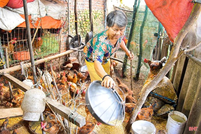  Bà Kiều Thị Huyền chăm sóc đàn gà được hỗ trợ. 