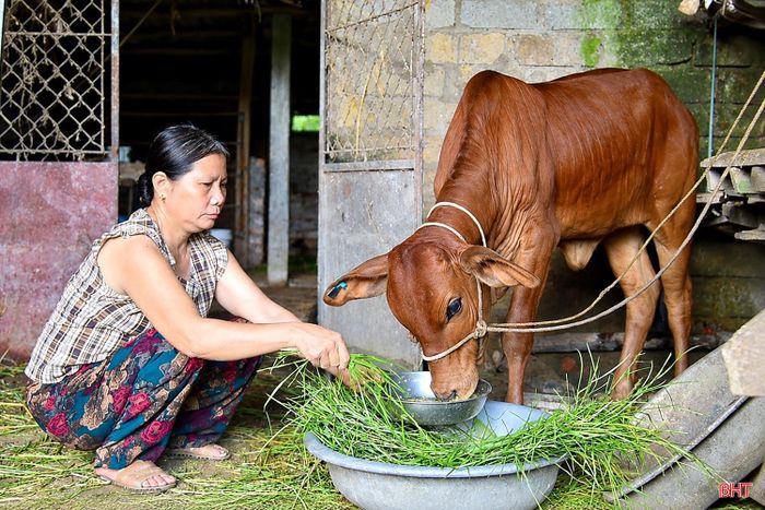 Được hỗ trợ bê giống mở ra hướng phát triển kinh tế phù hợp với hoàn cảnh và điều kiện của gia đình bà Trần Thị Lập.